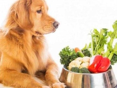 Чи можуть домашні коти й собаки бути вегетаріанцями: роз’яснення еколога